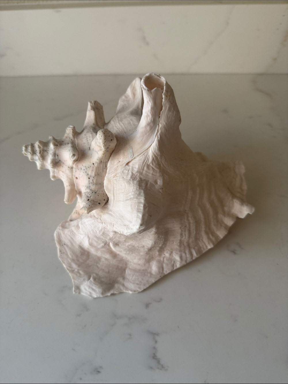 Conch Shell - Picture 2 of 6